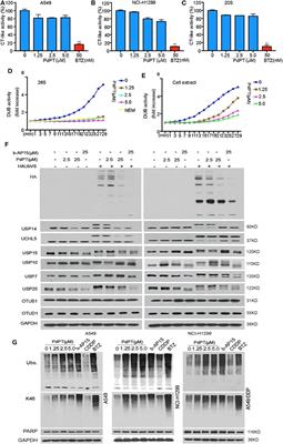 Broad Spectrum Deubiquitinase Inhibition Induces Both Apoptosis and Ferroptosis in Cancer Cells